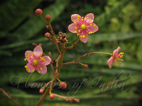 Talinum Paniculatum Jewels Of Opar 2821